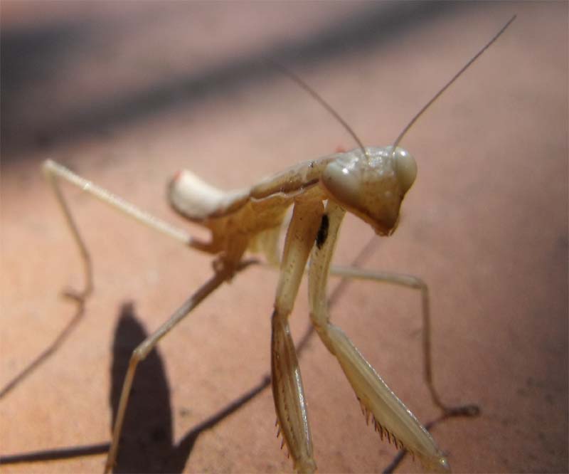 Mantide maremmana (giovane Mantis religiosa)